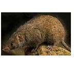 Avatar de Antechinus