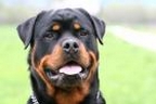 Avatar de rotweiler